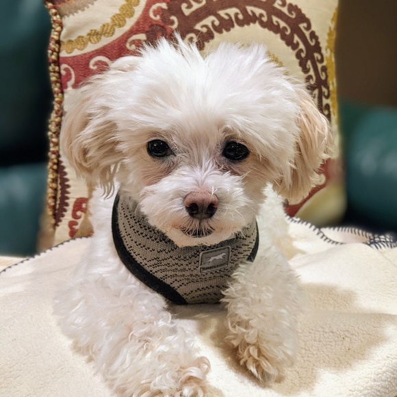 Meet your Posher, Susan - Picture 1 of 1